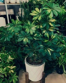 تصویر 4 از شفلرا مناسب محیط‌ های کم نور و سایه